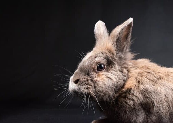 Bunny
