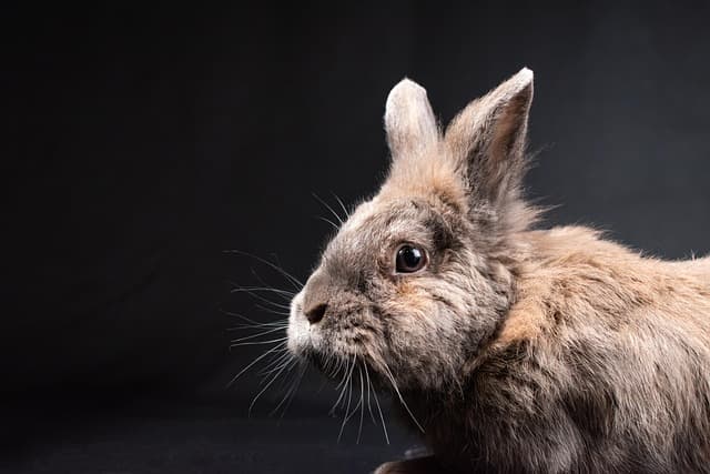 Bunny