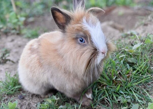 rabbit
