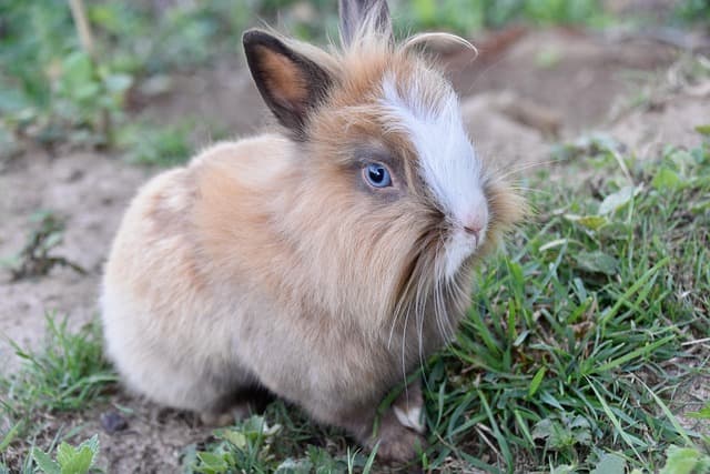 rabbit