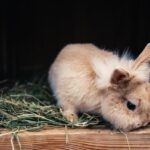 How to Organize Free Range for Your Rabbit in an Apartment or House