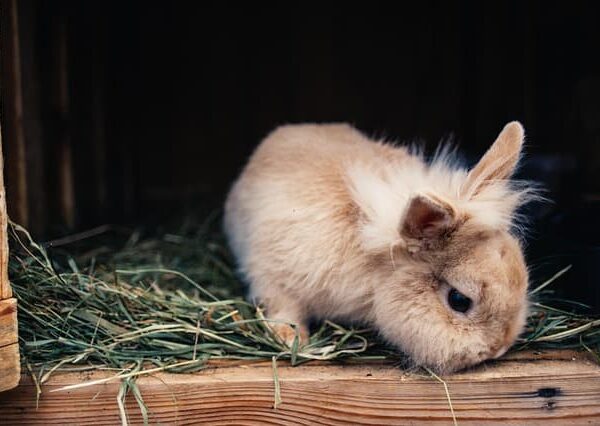 Rabbit