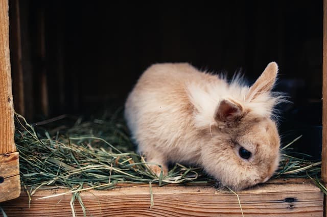 How to Organize Free Range for Your Rabbit in an Apartment or House