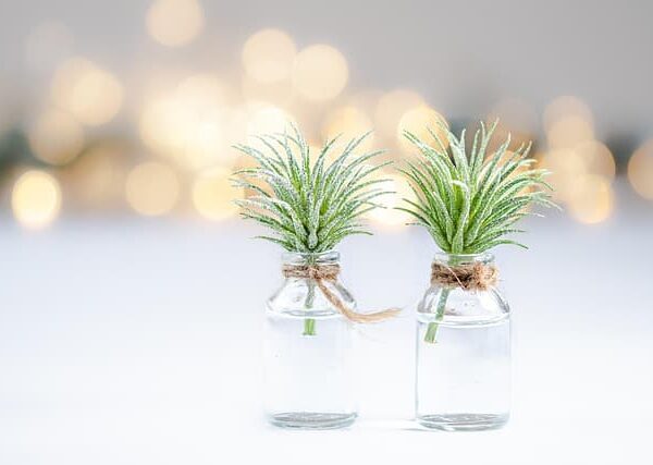 plants