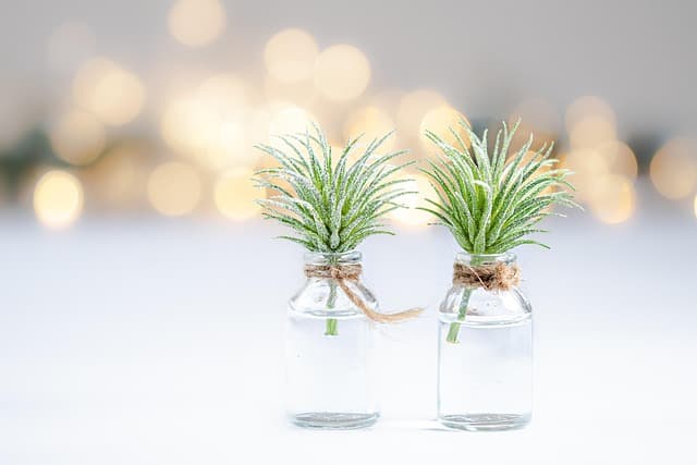 plants