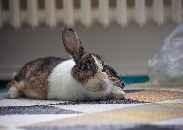 rabbit