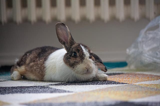 rabbit