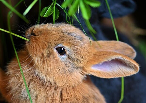 rabbit