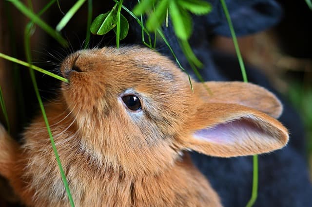 rabbit
