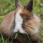 How to Care for the Fur of Long-Haired and Short-Haired Rabbits?