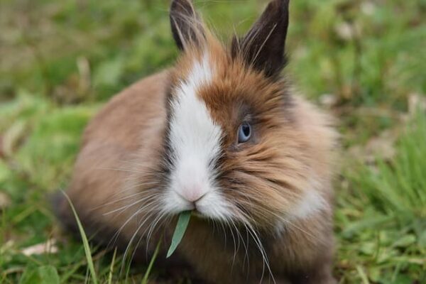rabbit