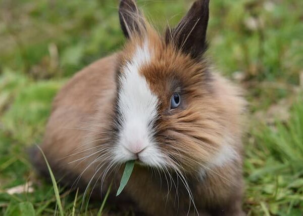 rabbit