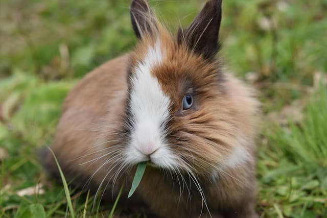 How to Care for the Fur of Long-Haired and Short-Haired Rabbits?