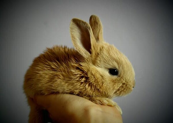 rabbit