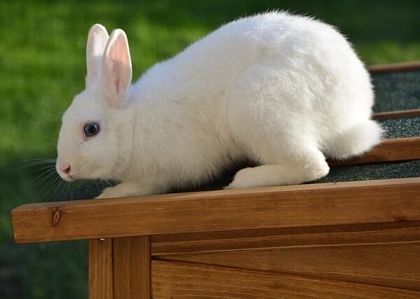 rabbit