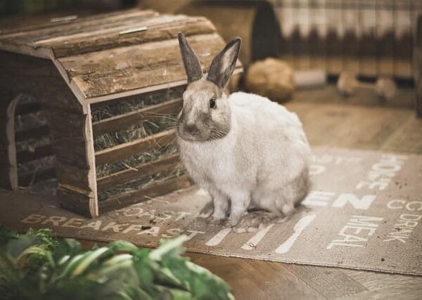 rabbit