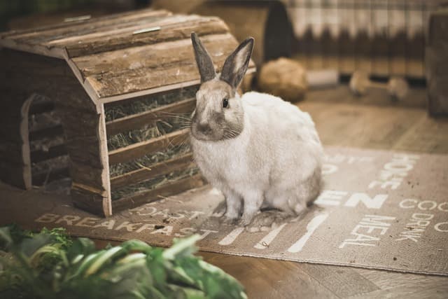 rabbit