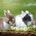 Rabbits and Other Pets: Can They Be Kept Together?