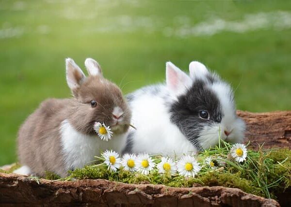 rabbits